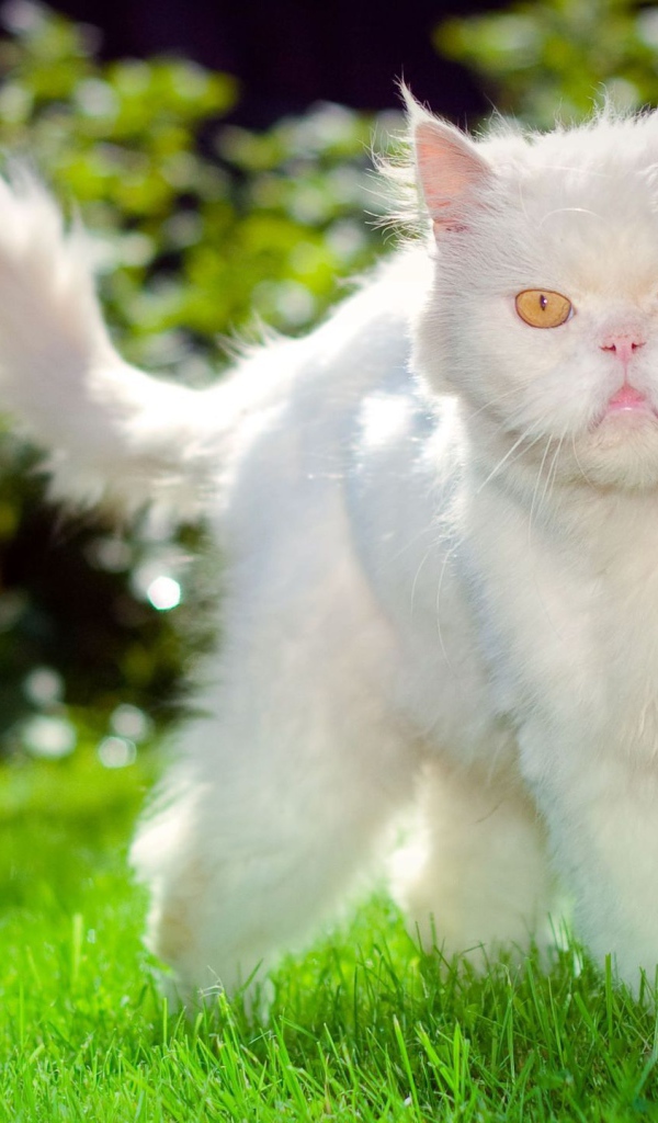Недовольный пушистый белый кот на траве