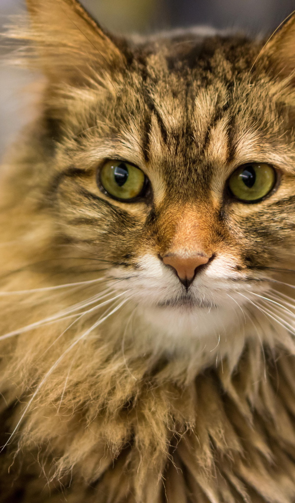 Красивый усатый кот мейн-кун ближним планом