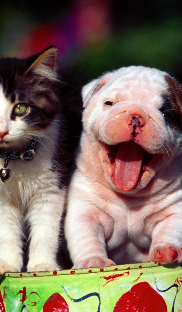 Счастливые кот и пёс