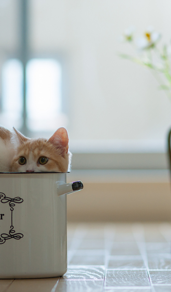 Кошка в кастрюле