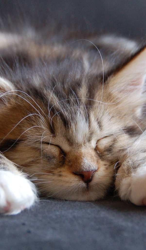 Малыш мейн-кун сладко заснул