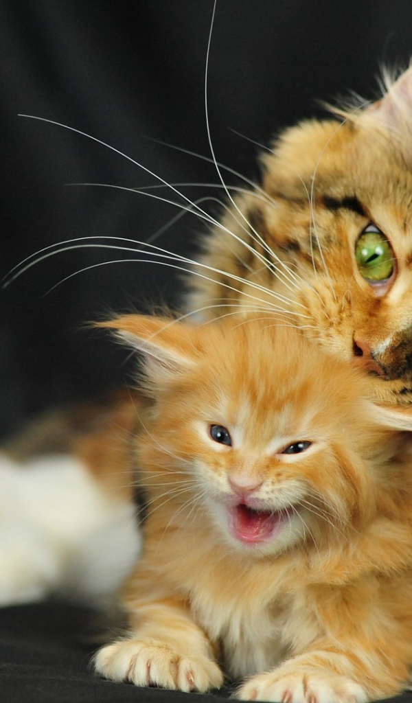 Малыш мейн-кун с мамой