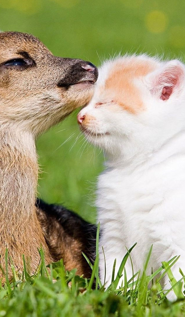 Котёнок и оленёнок