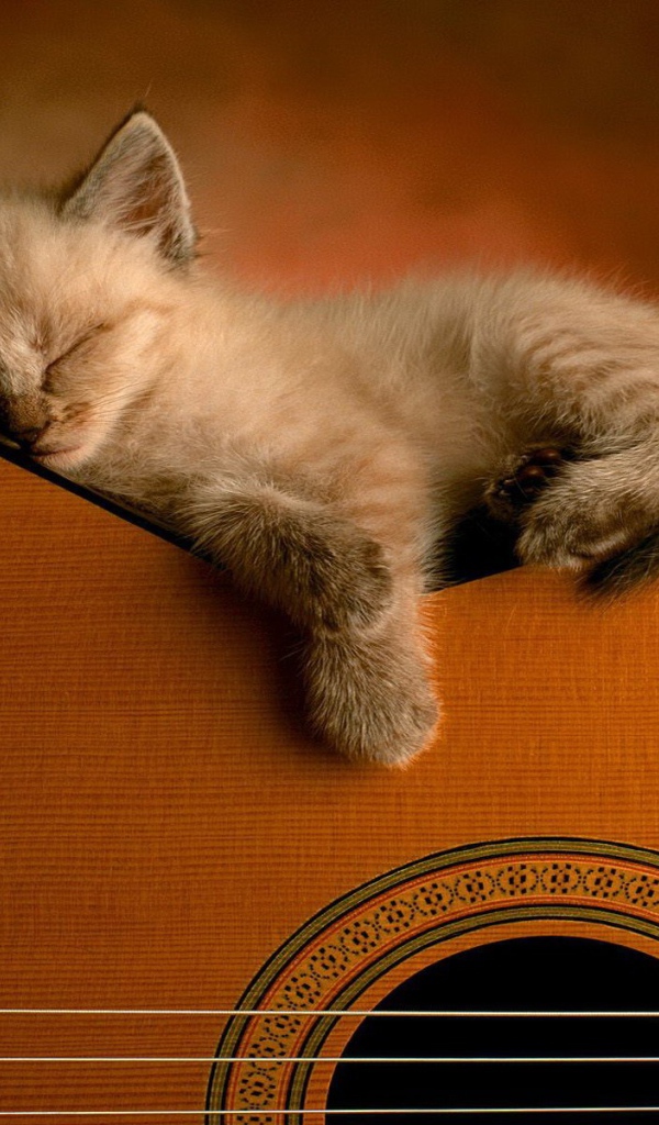 Котенок спит на гитаре