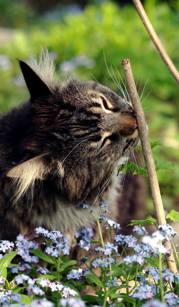 Котенок в цветах