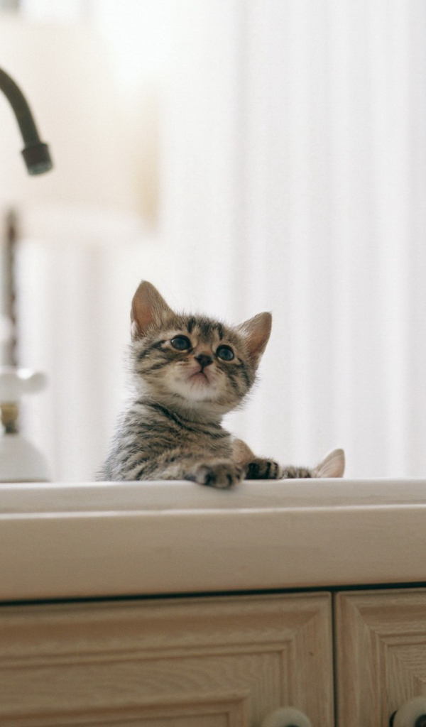 Котенок купается в раковине