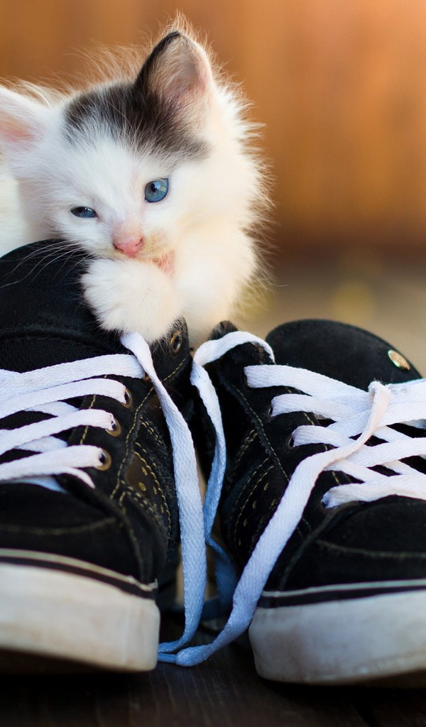 Котенок грызет кеды