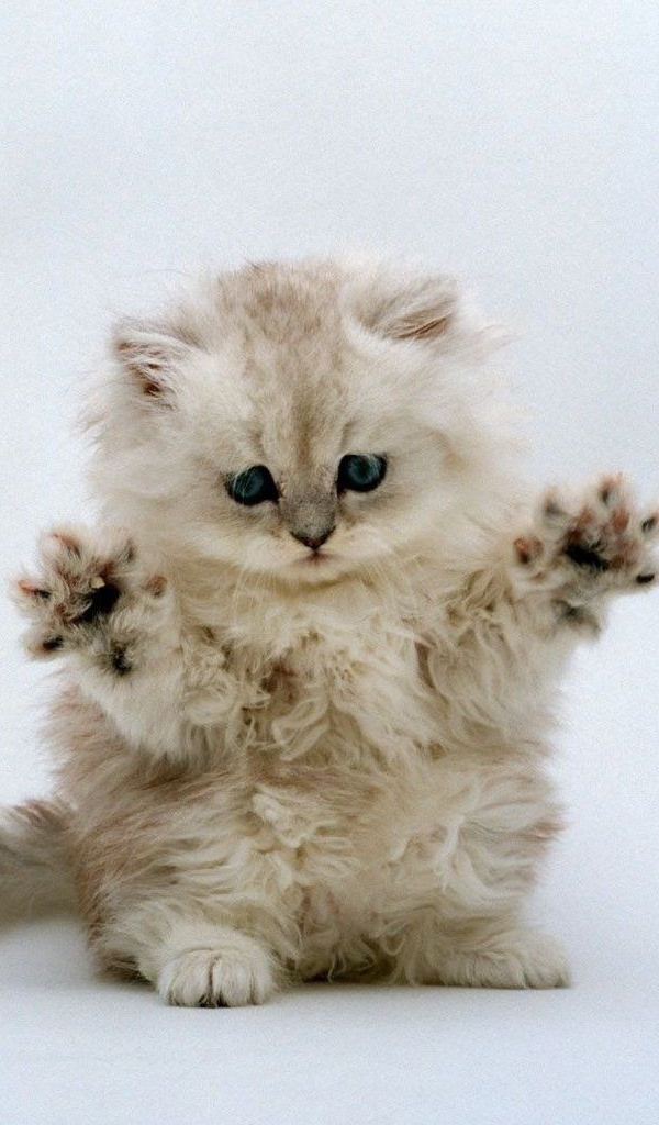 Котенок готовится к прыжку