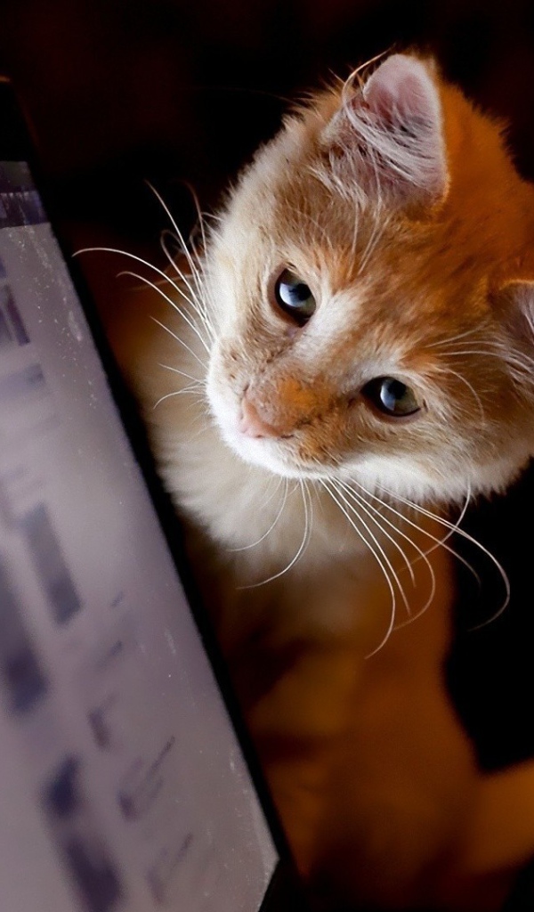 Котенок смотрит на монитор