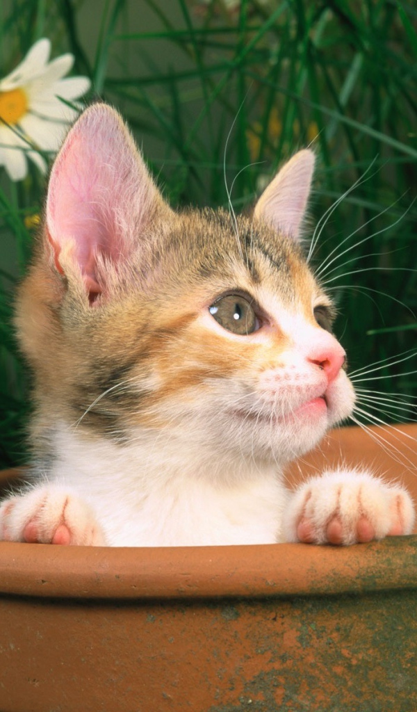 Котенок выглядывает из горшка