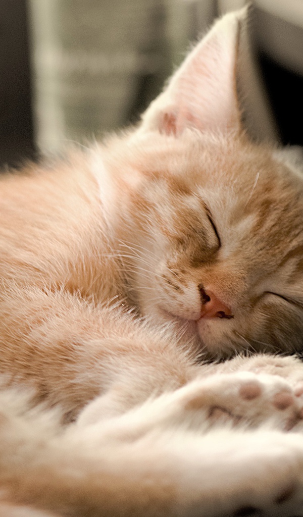 Котенок на клавиатуре