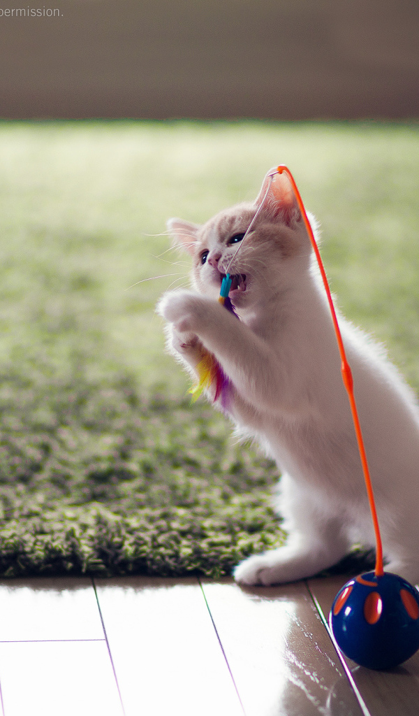 Котенок играет