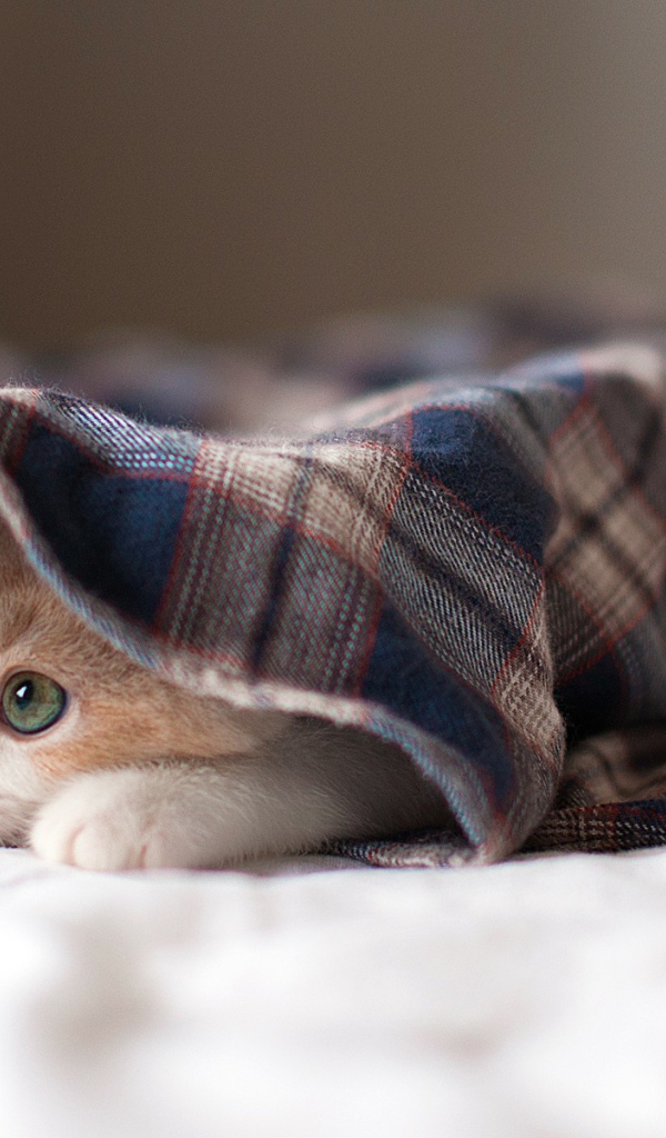 Котенок под пледом