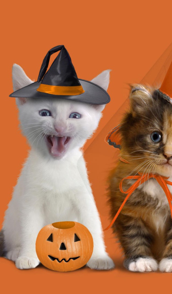 Котята в праздничных костюмах