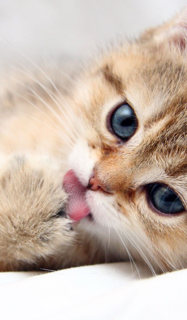 Котенок лижет лапу