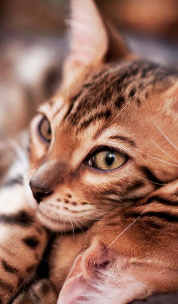Маленькие бенгальские коты