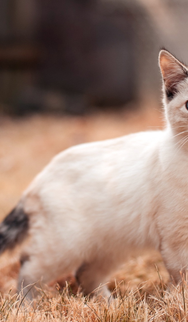 Маленький сиамский кот на засохшей траве