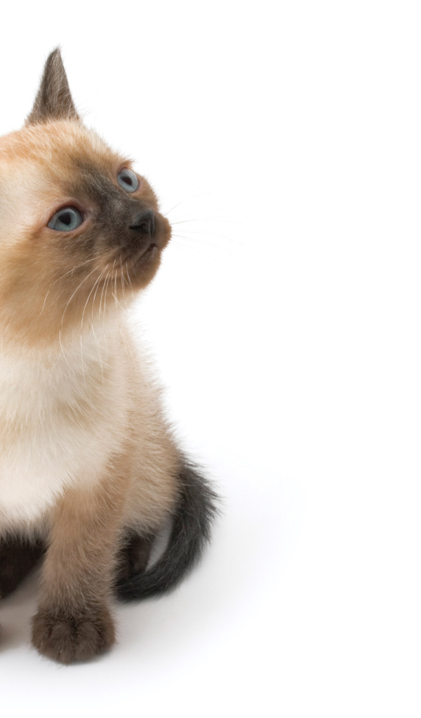 Маленький симпатичный сиамский кот позирует