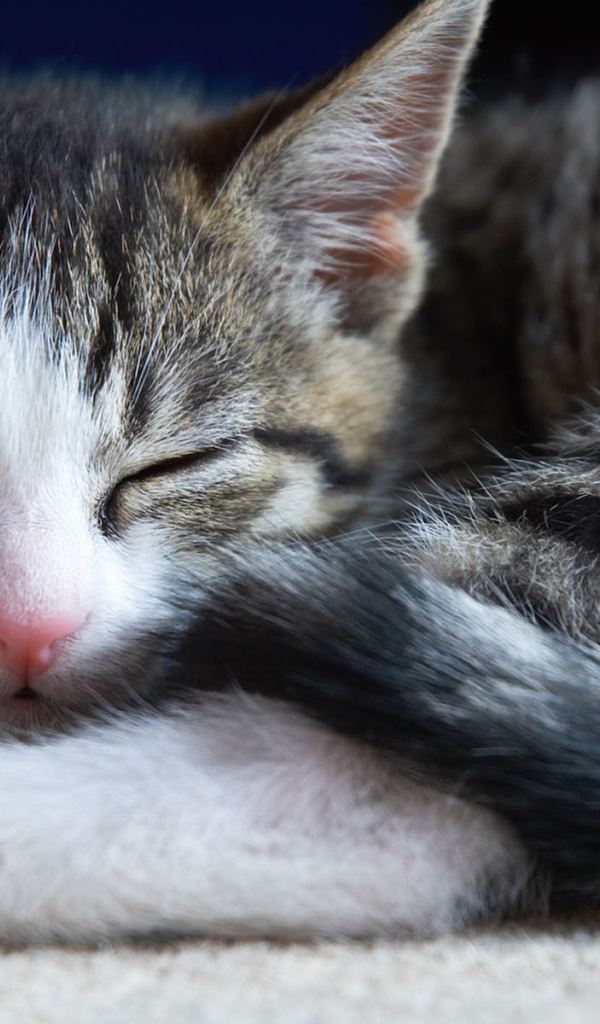 Маленький симпатичный спящий кот