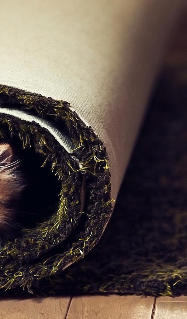 Маленький смешной кот в ковре