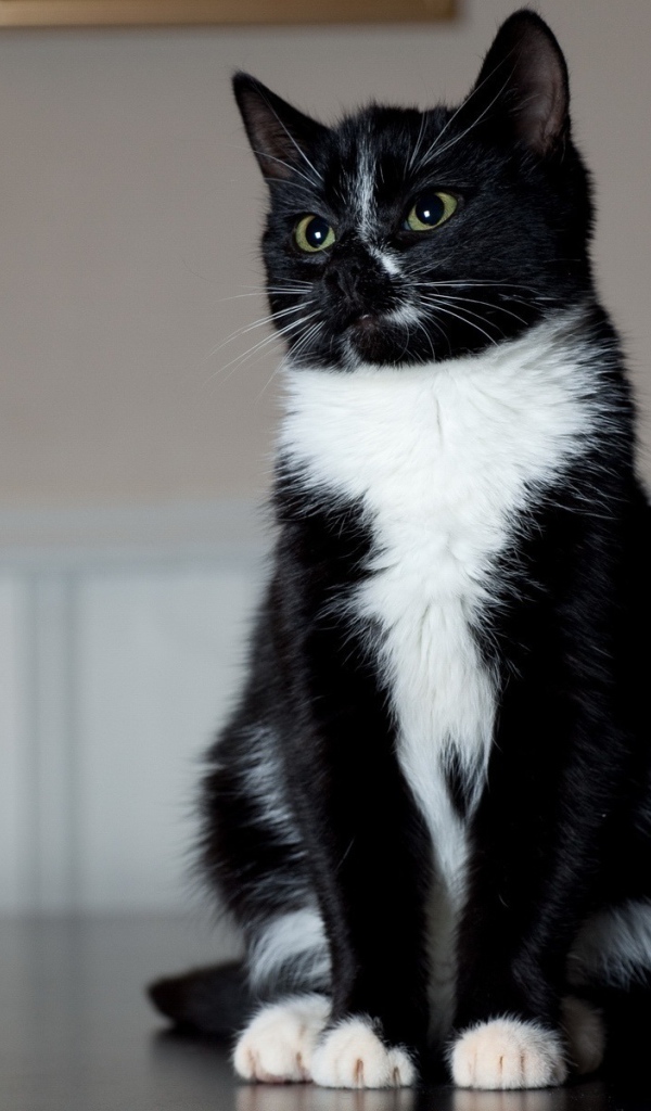 Маленький смешной кот на столе