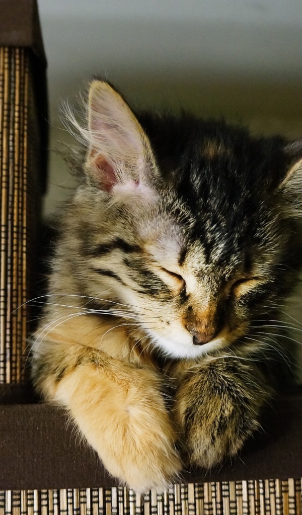 Маленький красивый кот устал