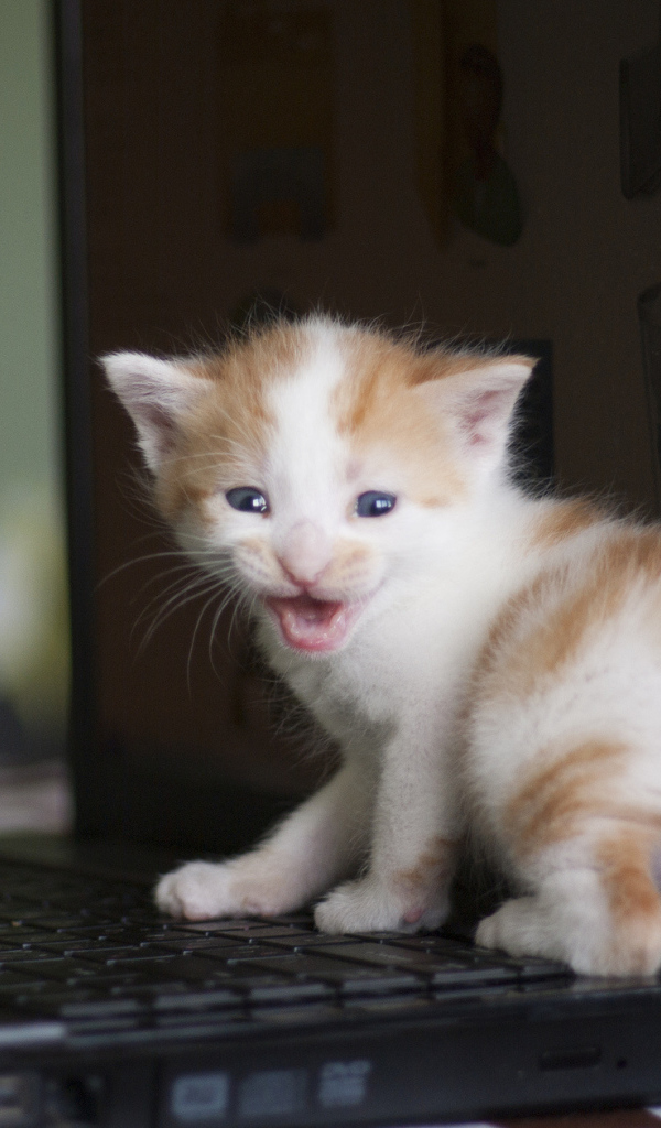 Маленький рыжий кот на лэптопе