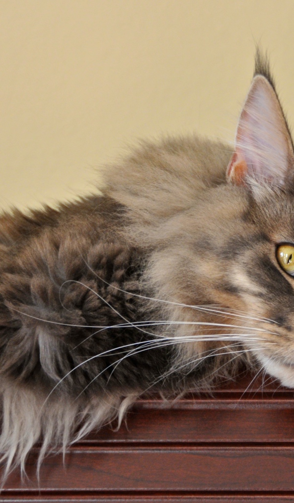 Мейн-кун кот заскучал