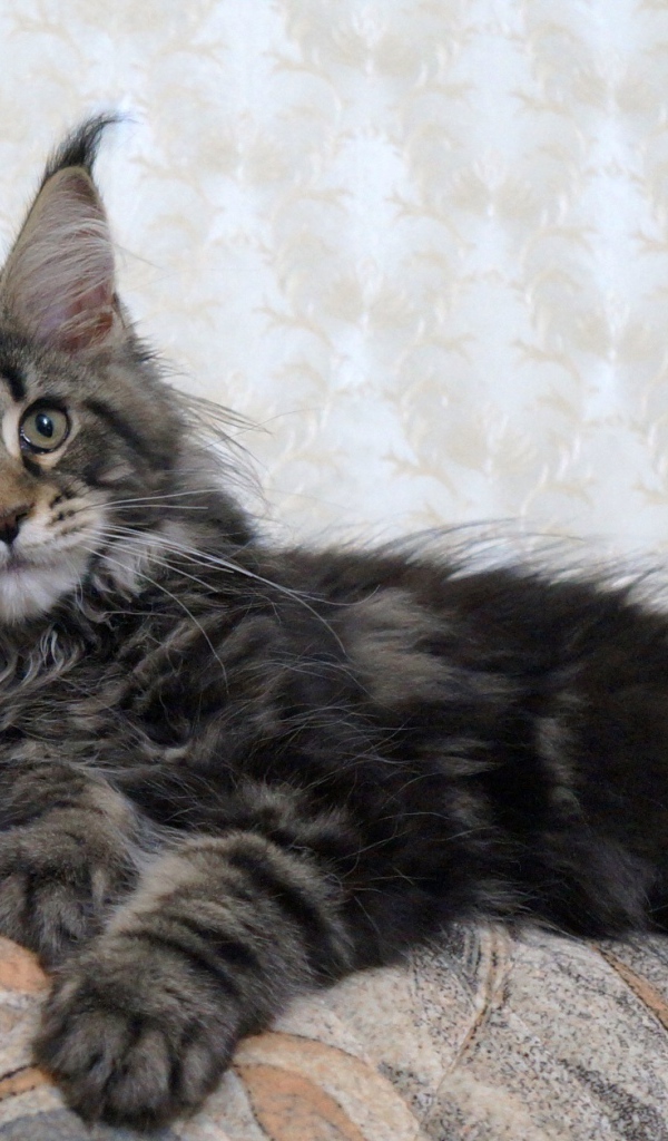 Кот мейн-кун лежит на диване