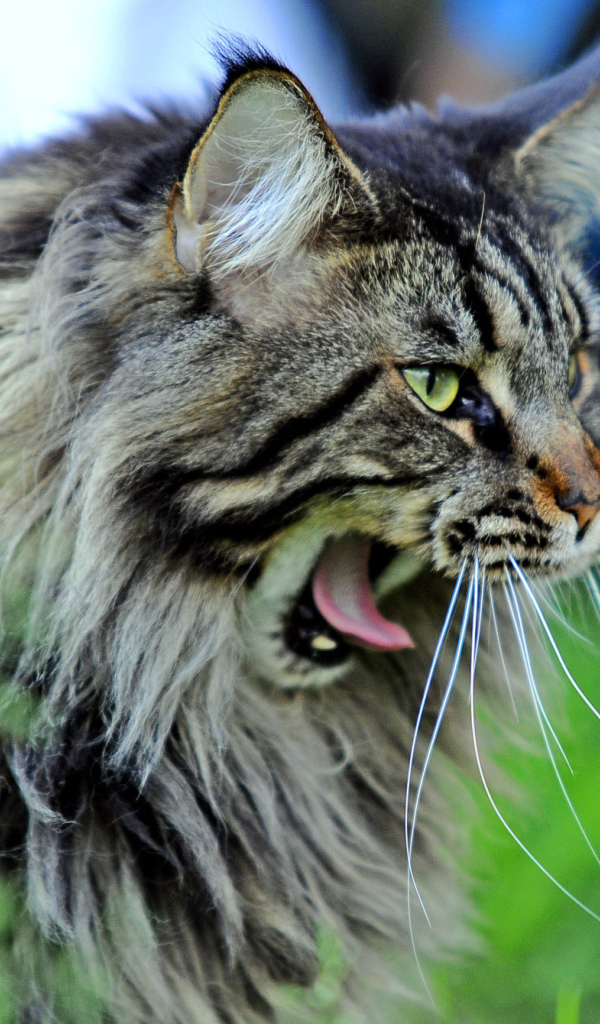 Кот мейн-кун хочет спать
