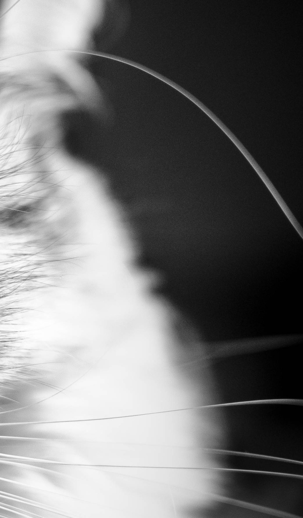 Кот мейн-кун на чёрном фоне