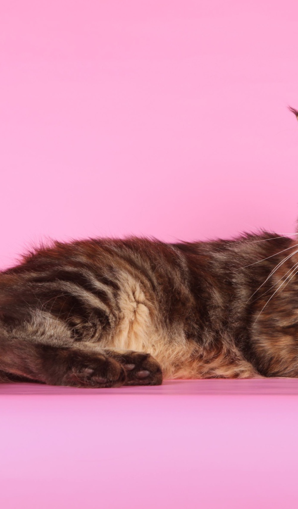 Кот мейн-кун на розовом фоне позирует