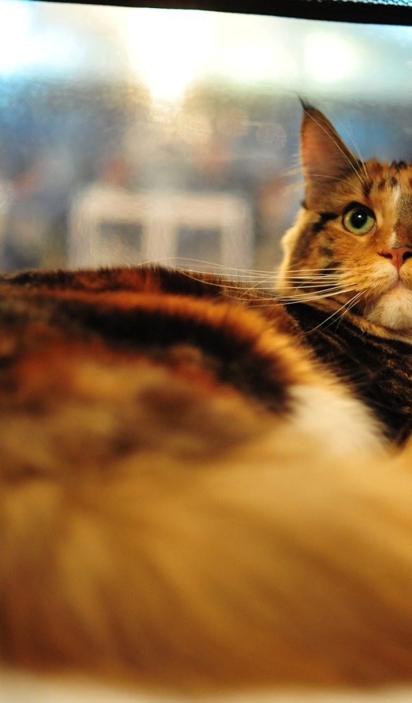 Кот мейн-кун с зелёными глазами важно позирует