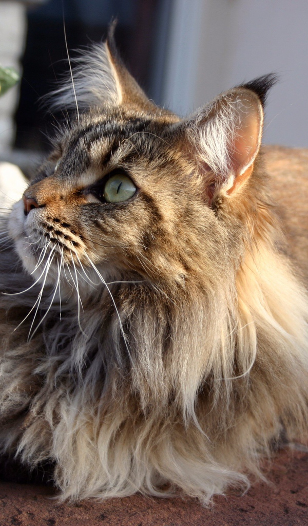 Кот мейн-кун с зелёными глазами кого-то увидел