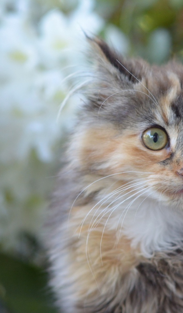 Мартовский кот