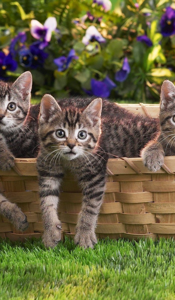 Веселая семейка котят