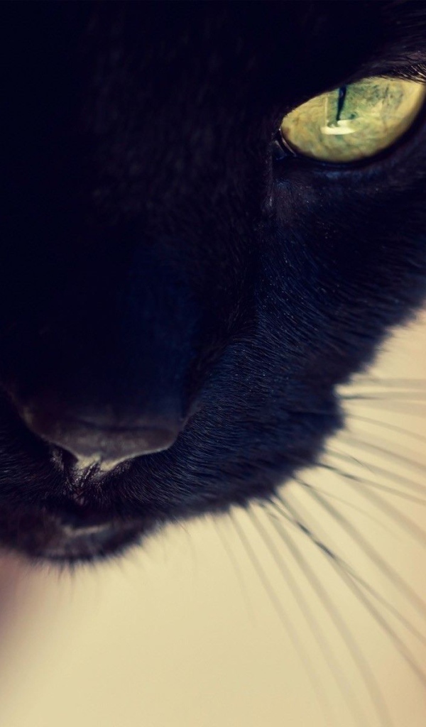Усатый чёрный кот крупным планом