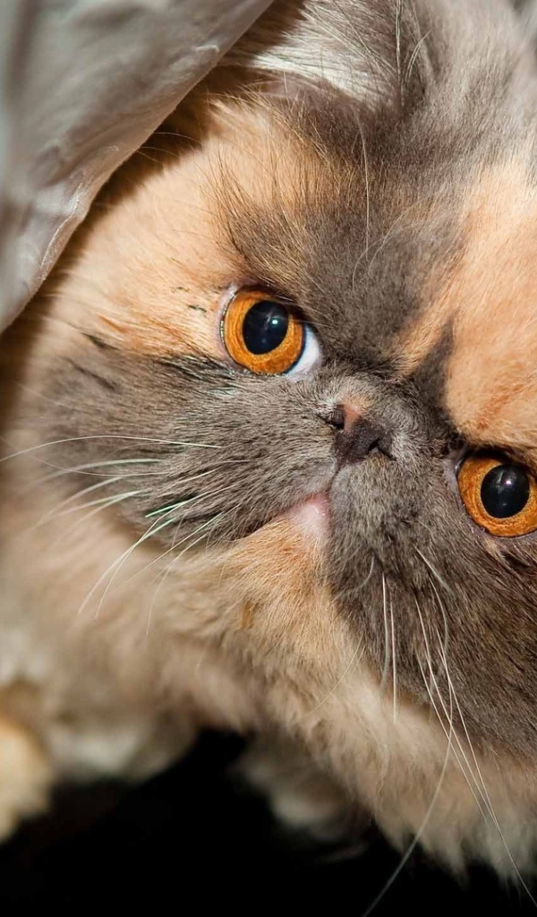 Персидский кот