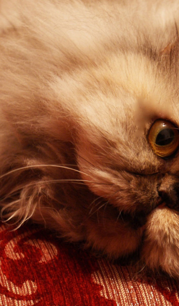 Персидский кот отдыхает