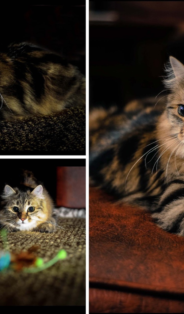Фотоколлаж сибирского кота