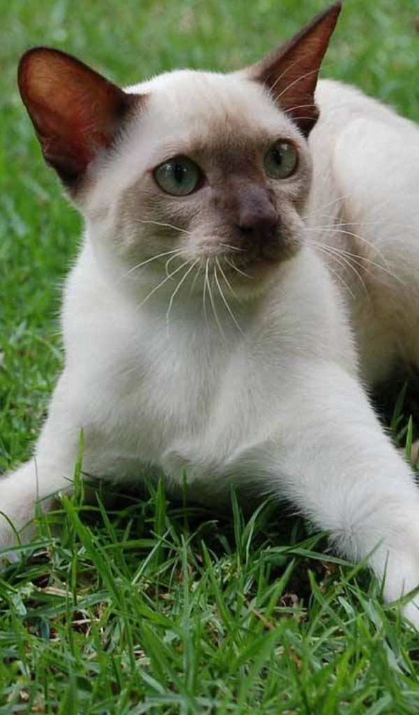 Игривый сиамский кот на траве