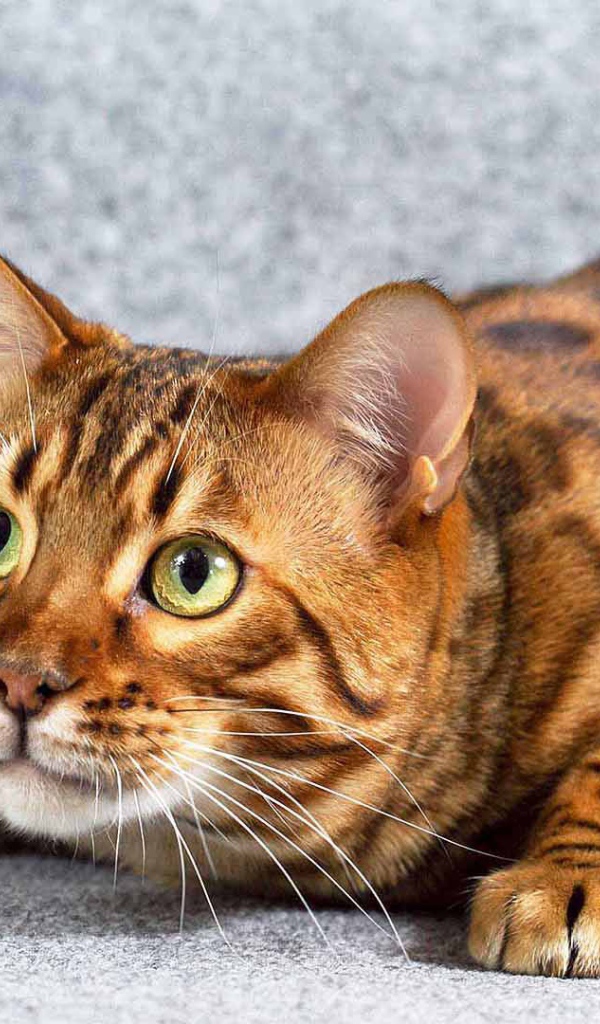 Игривый взрослый бенгальский кот