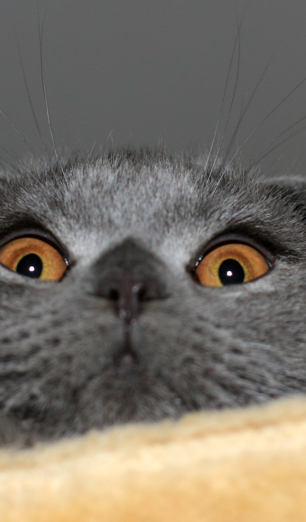 Игривый серый шотландский вислоухий кот