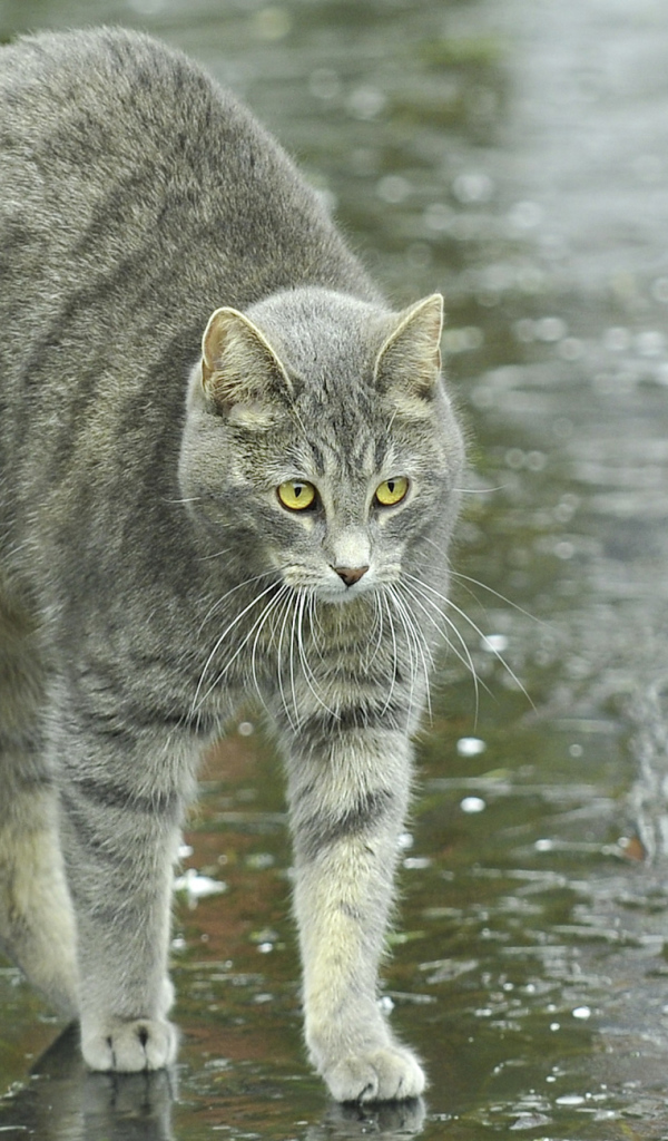 Игривый серый кот под дождём