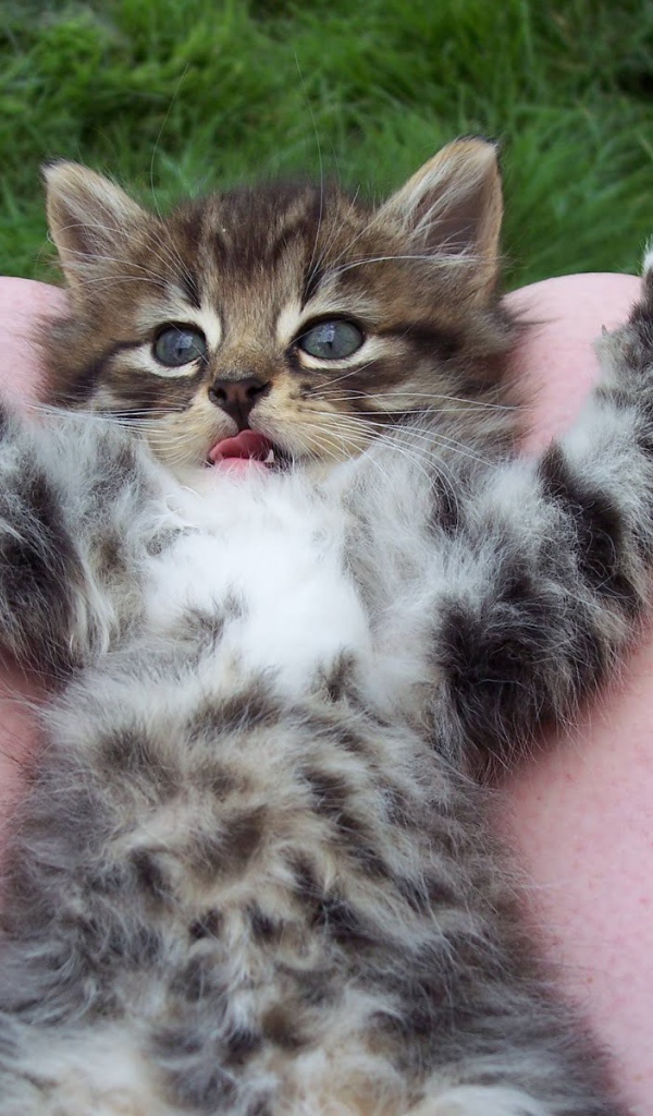 Игривый маленький кот на коленях