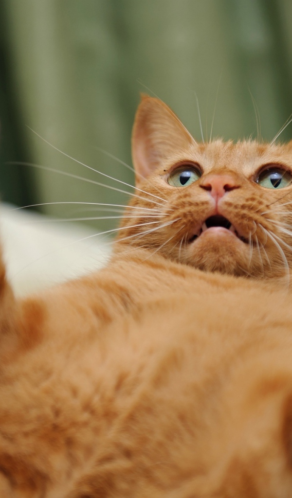 Игривый рыжий кот