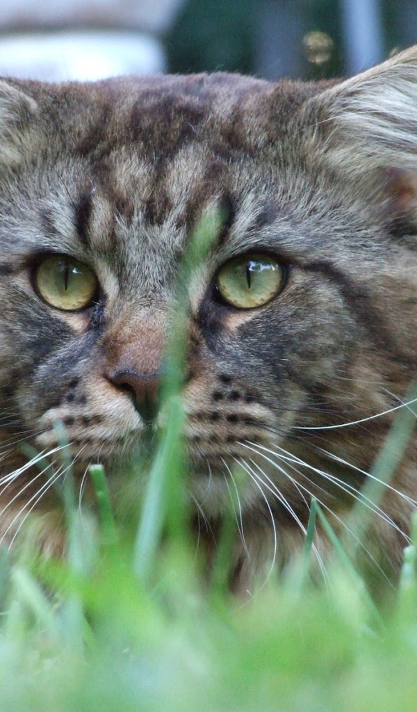 Упитанный кот мейн-кун