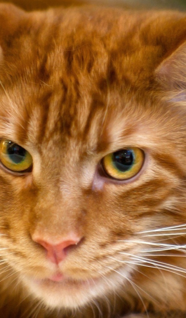 Рыжий кот мейн-кун крупным планом