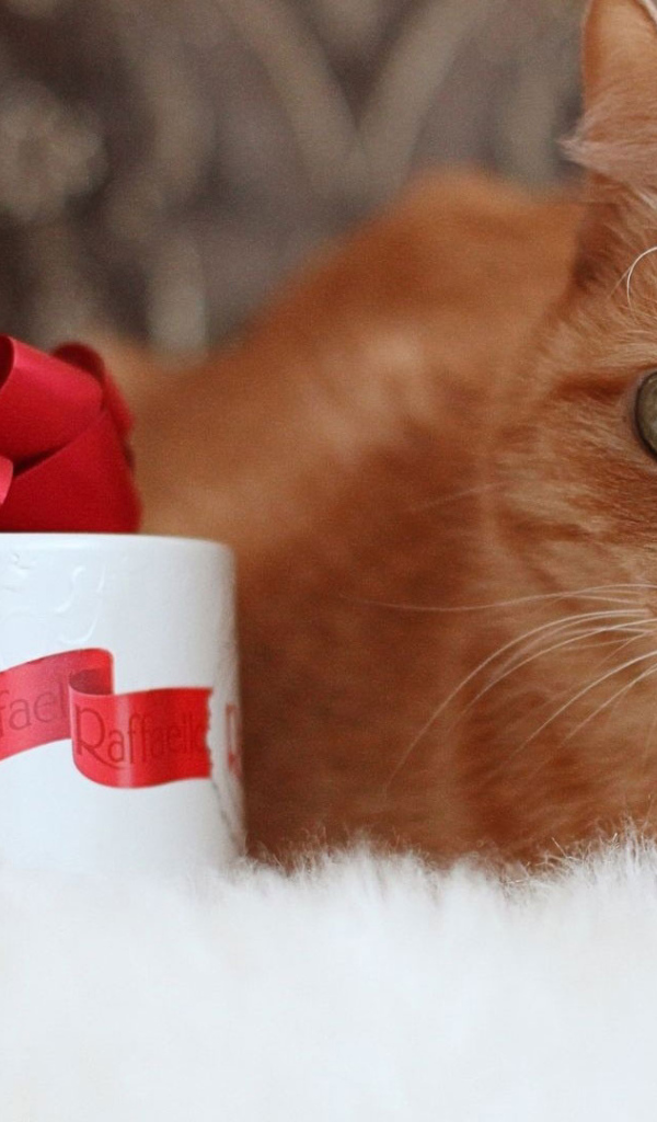 Рыжий кот и рафаэлло