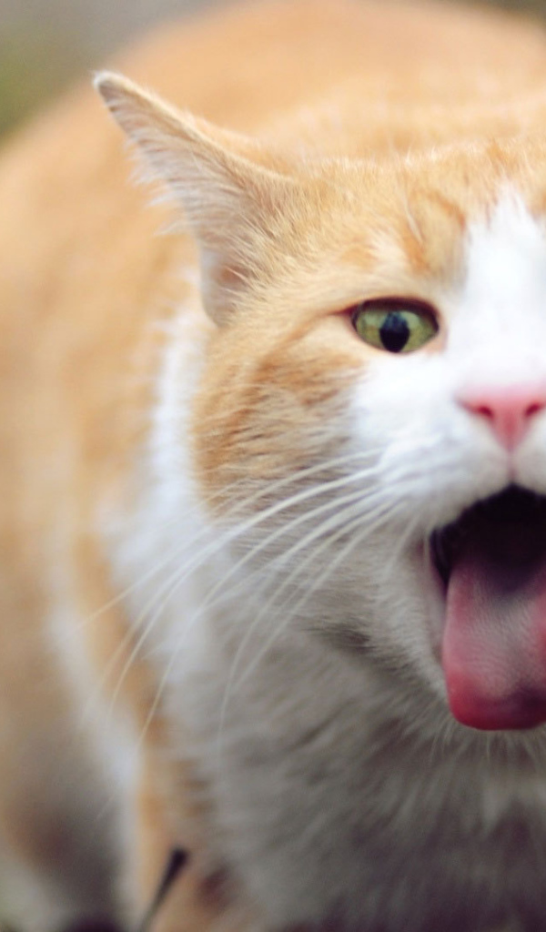 Рыжий кот и язык